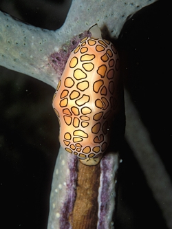 Cyphoma gibbosum - Ovulidae