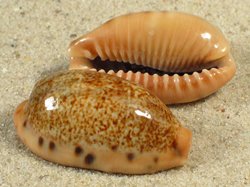 Erronea caurica - Cypraeidae