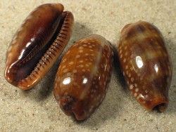 Macrocypraea cervinetta - Cypraeidae