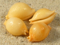 Pustularia chiapponii - Cypraeidae