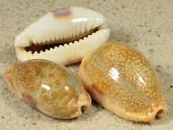 Erosaria erosa - Cypraeidae