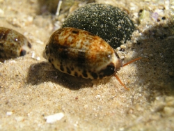 Melicerona felina - Cypraeidae