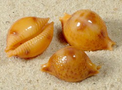 Pustularia bistrinotata - Cypraeidae