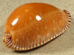 Perisserosa guttata guttata - Cypraeidae