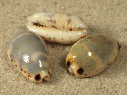 Bistolida kieneri - Cypraeidae