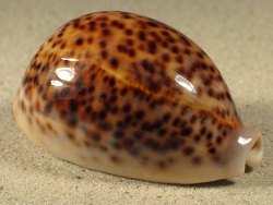 Cypraea pantherina - Cypraeidae