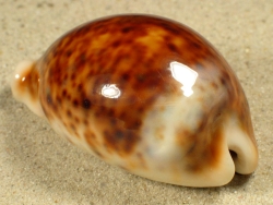 Cypraea pantherina - Cypraeidae