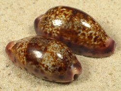 Zonaria picta - Cypraea