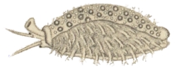 Erosaria poraria - Cypraeidae