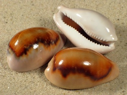 Neobernaya spadicea - Cypraeidae