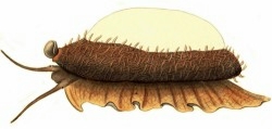 Chelycypraea testudinaria - Cypraeidae