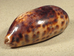 Chelycypraea testudinaria - Cypraeidae