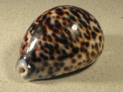 Cypraea tigris - Cypraeidae