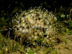 Cypraea tigris - Cypraeidae