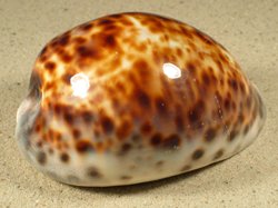 Cypraea tigris - Cypraeidae