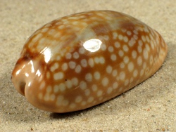 Macrocypraea zebra - Cypraeidae