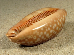 Macrocypraea zebra - Cypraeidae