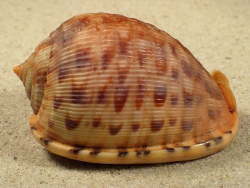 Cypraecassis testiculus - Cassidae