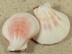 Decatopecten plica - Pectinidae