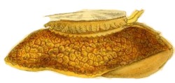 Dendrofissurella scutellum - Fissurellidae