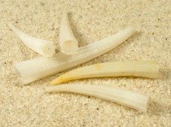Dentalium octangulatum - Dentaliidae