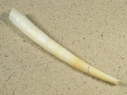 Pictodentalium vernedei - Dentaliidae