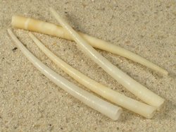 Dentalium weinkauffi - Dentaliidae