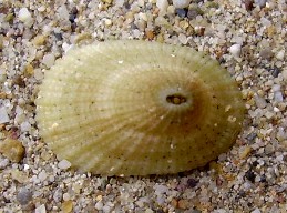 Diodora gibberula - Fissurellidae