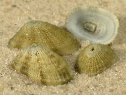 Diodora gibberula - Fissurellidae