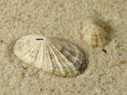 Diodora graeca - Fissurellidae