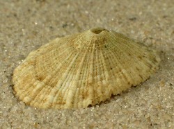 Diodora italica - Fissurellidae