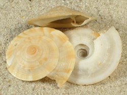 Discotectonica acutissima - Architeconicidae