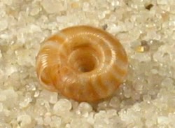 Discus rotundatus