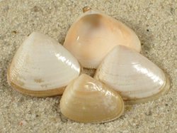 Donax incarnatus - Donacidae