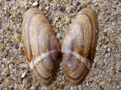 Donax variegatus - Donacidae