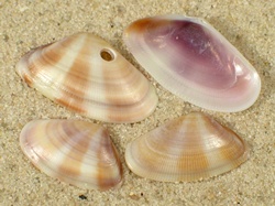 Donax venustus - Donacidae