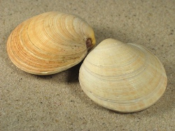 Dosinia exoleta - Veneridae