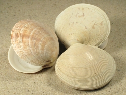 Dosinia exoleta - Veneridae