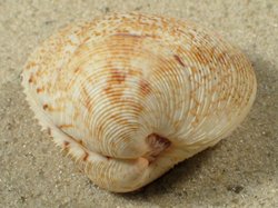 Dosinia histrio - Veneridae