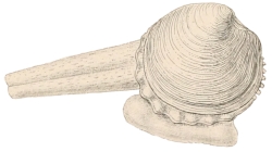 Dosinia lupinus - Veneridae