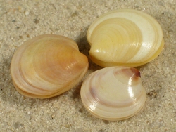 Dosinia lupinus - Veneridae