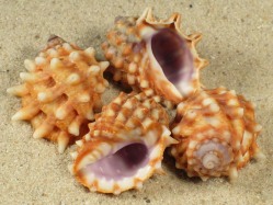 Drupa clathrata - Muricidae