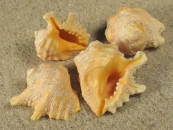 Drupa grossularia - Muricidae