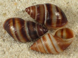 Drymaeus dominicus - Orthalicidae