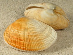 Eastonia rugosa - Mactridae