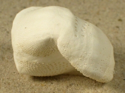 Echinocardium cordatum - Loveniidae