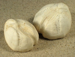 Echinocardium cordatum - Loveniidae