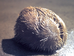 Echinocardium cordatum - Loveniidae