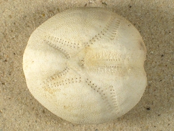 Echinocardium fenauxi - Loveniidae