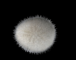 Echinocyamus pusillus - Fibulariidae